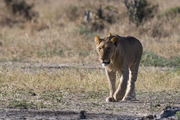 Lioness (Panthera leo), Savuti, Chobe National Park, Botswana.