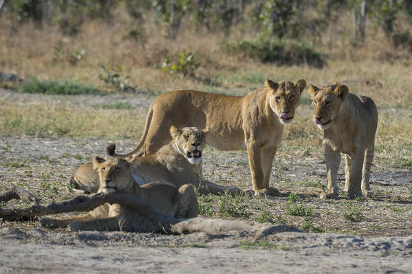 Lion pride (Panthera leo), Savuti, Chobe National Park, Botswana.