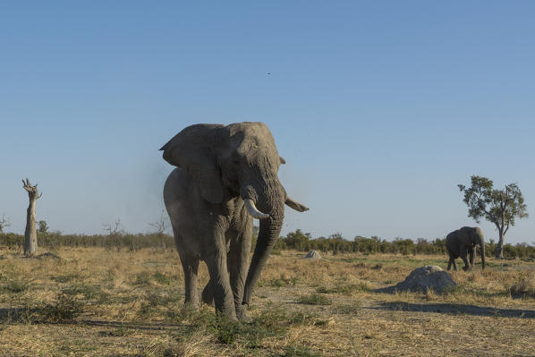 African elephant (Loxodonta africana), Savuti, Chobe National Park, Botswana.
