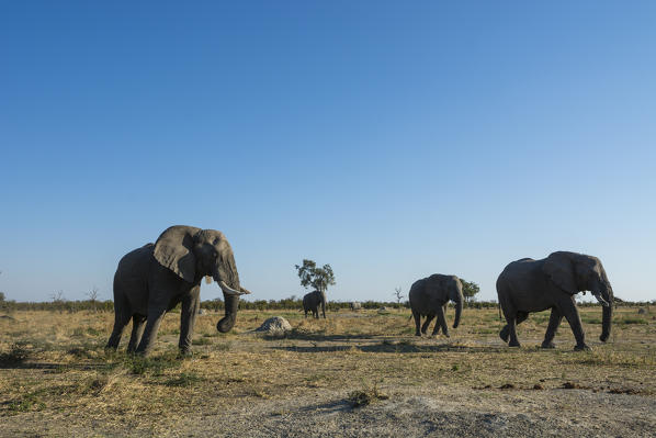 African elephants (Loxodonta africana), Savuti, Chobe National Park, Botswana.