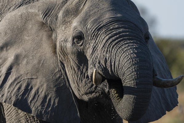 African elephant (Loxodonta africana), Savuti, Chobe National Park, Botswana.
