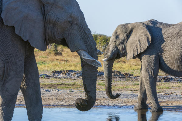 African elephants (Loxodonta africana), Savuti, Chobe National Park, Botswana.