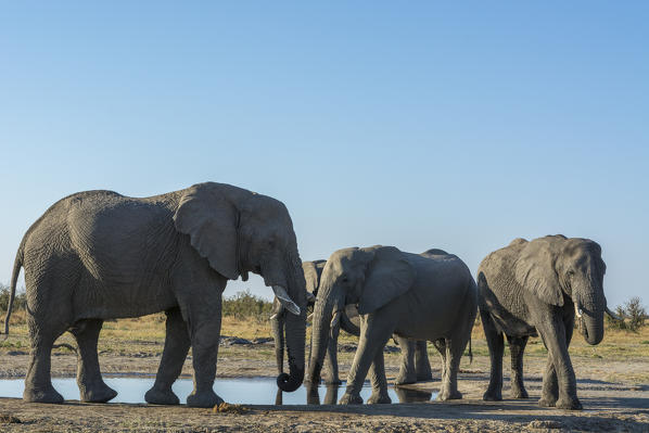 African elephants (Loxodonta africana), Savuti, Chobe National Park, Botswana.