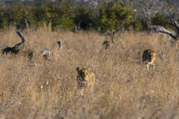 Lions (Panthera leo), Savuti, Chobe National Park, Botswana.