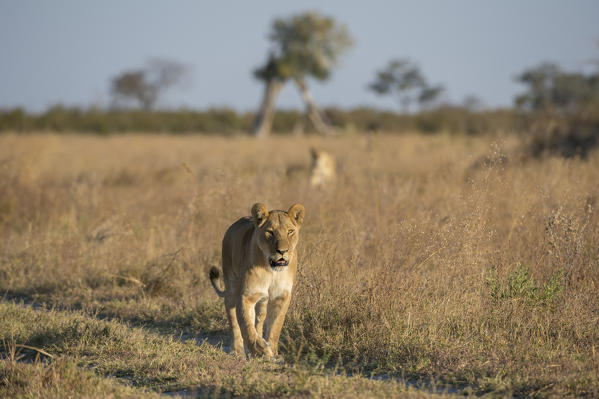 Lioness (Panthera leo), Savuti, Chobe National Park, Botswana.