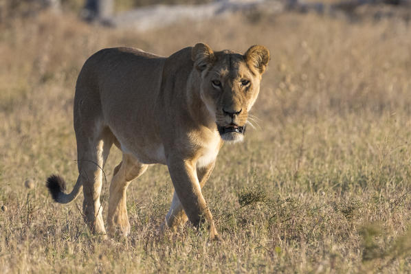 Lioness (Panthera leo), Savuti, Chobe National Park, Botswana.
