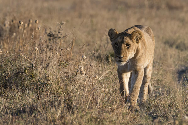 Lioness (Panthera leo), Savuti, Chobe National Park, Botswana.