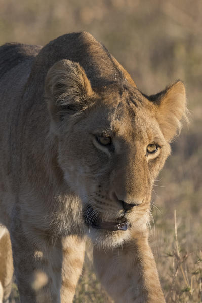 Lioness (Panthera leo), Savuti, Chobe National Park, Botswana.