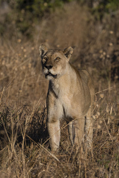 Lioness (Panthera leo), Savuti, Chobe National Park, Botswana.