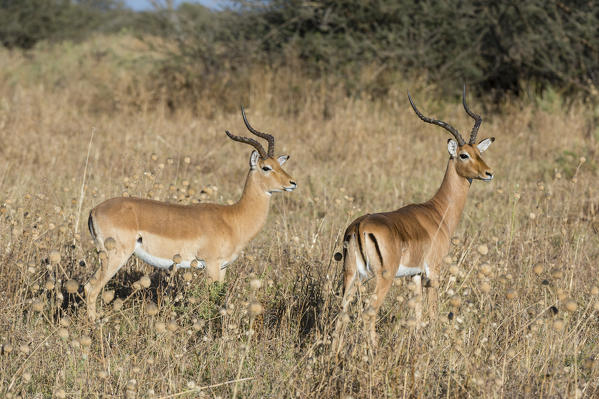 Impala (Aepyceros melampus), Savuti, Chobe National Park, Botswana.