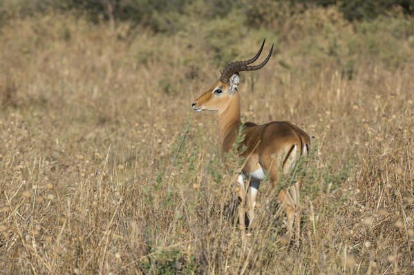 Impala (Aepyceros melampus), Savuti, Chobe National Park, Botswana.