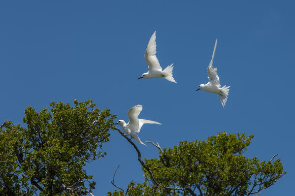 Common white-tern (Gygis alba), Bird Island, Tikehau, Tuamotu Archipelago, French Polynesia.