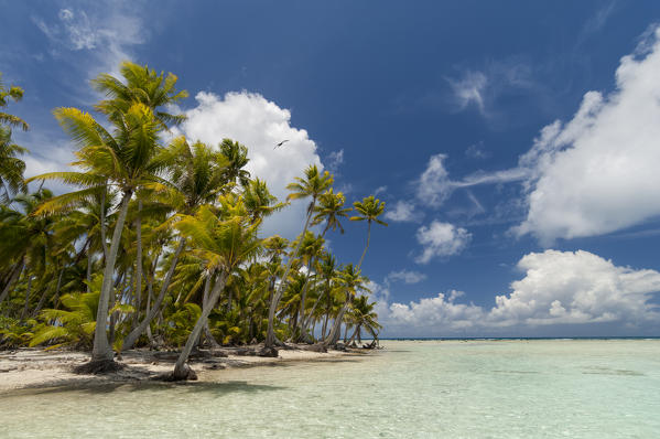 Blue Lagoon, Rangiroa, Tuamotu Archipelago, French Polynesia.