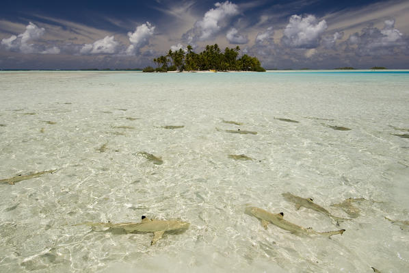 Sharks, Blue Lagoon, Rangiroa, Tuamotu Archipelago, French Polynesia. Digital enhanced.