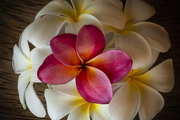 Frangipani flowers, Fakarawa, Tuamotu Archipelago, French Polynesia.