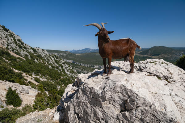 Mountain goat overlooking the Gorges du Verdon, Provence, France.