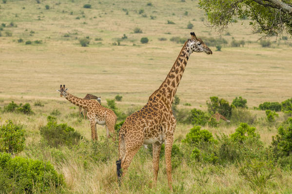Masai Giraffe (Giraffa camelopardalis), Masai Mara National Reserve, Kenya.