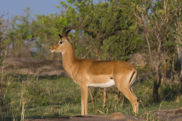 Impala (Aepyceros melampus), Masai Mara National Reserve, Kenya.