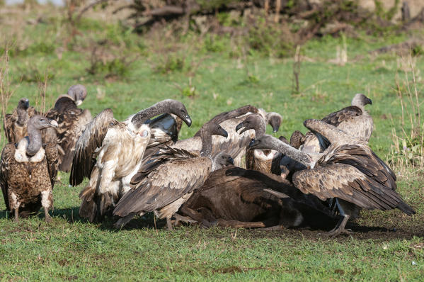 Vultures eating Wildebeest, Masai Mara National Reserve, Kenya.