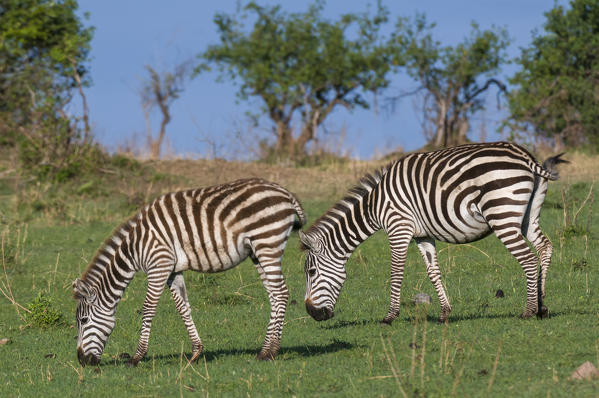 Common zebra (Equus quagga), Masai Mara National Reserve, Kenya.