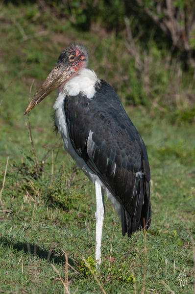 Marabou Stork (Leptoptilus crumeniferus), Masai Mara National Reserve, Kenya.