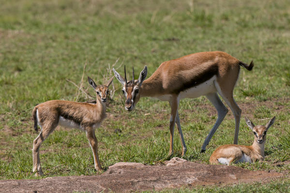 Thompson Gazelle (Gazella thomsoni), Masai Mara National Reserve, Kenya.