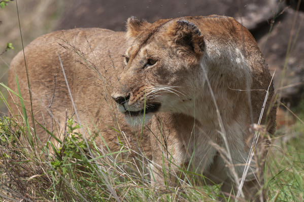 Lioness (Panthera leo), Masai Mara National Reserve, Kenya.