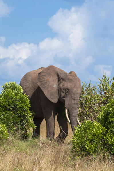 African Elephant (Loxodonta africana), Masai Mara National Reserve, Kenya.