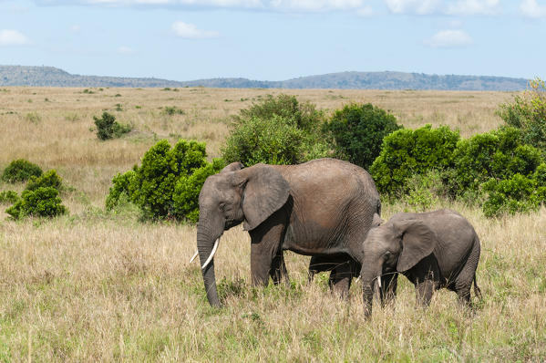 African Elephant and calf (Loxodonta africana), Masai Mara National Reserve, Kenya.