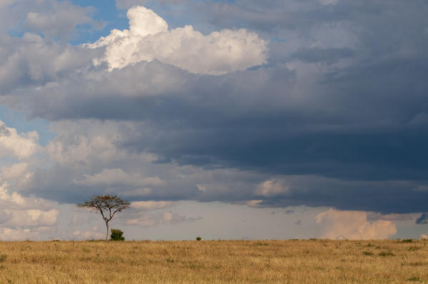 Masai Mara National Reserve, Kenya.
