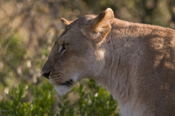 Lioness (Panthera leo), Masai Mara National Reserve, Kenya.