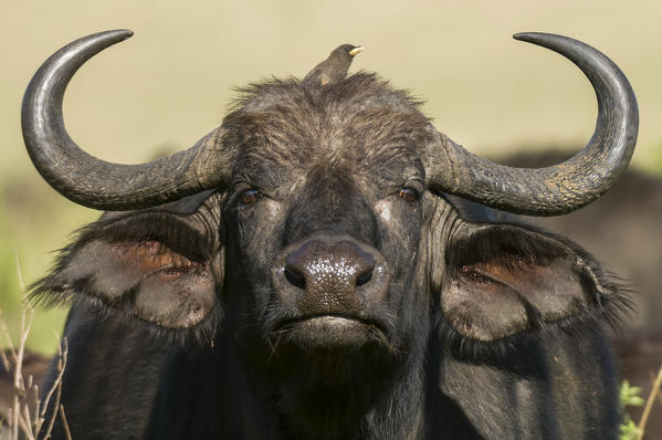 Cape Buffalo (Syncerus caffer), Masai Mara National Reserve, Kenya.
