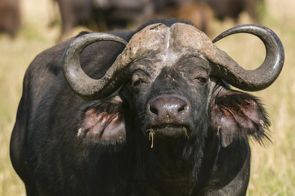 Cape Buffalo (Syncerus caffer), Masai Mara National Reserve, Kenya.