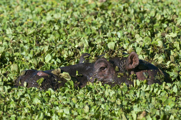 Hippopotamus, (Hippopotamus amphibius), Masai Mara National Reserve, Kenya.