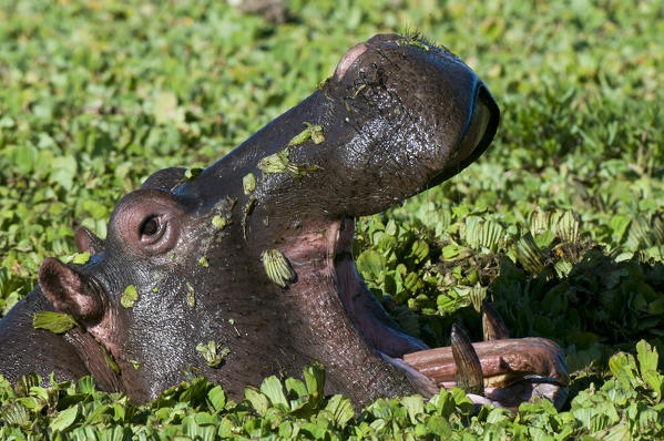 Yawning Hippopotamus, (Hippopotamus amphibius), Masai Mara National Reserve, Kenya.