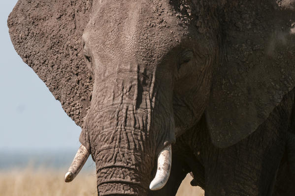 African Elephant (Loxodonta africana), Masai Mara National Reserve, Kenya.