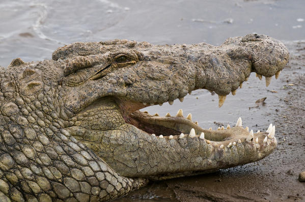 Nile Crocodile (Crocodilus  niloticus), Masai Mara National Reserve, Kenya.