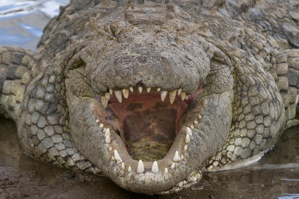 Nile Crocodile (Crocodilus  niloticus), Masai Mara National Reserve, Kenya.