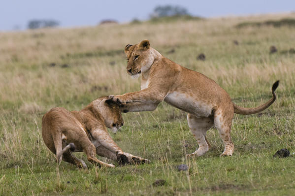 Lionesses playing (Panthera leo) playing, Masai Mara National Reserve, Kenya.