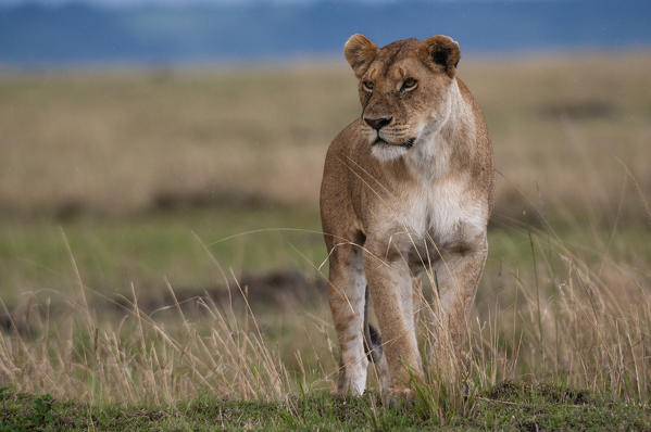 Lioness (Panthera leo), Masai Mara National Reserve, Kenya.