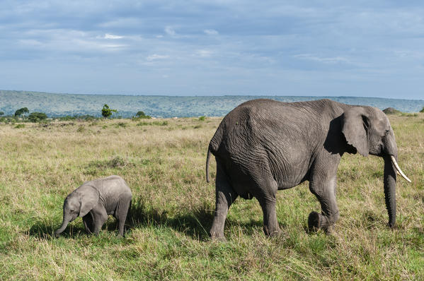 African Elephant and calf (Loxodonta africana), Masai Mara National Reserve, Kenya.