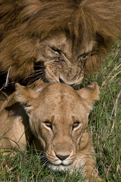 Lions mating (Panthera leo), Masai Mara National Reserve, Kenya.