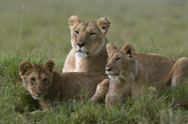 Lioness and cubs (Panthera leo), Masai Mara National Reserve, Kenya.