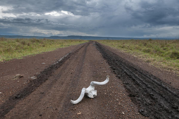 Wildebeest skull, Masai Mara National Reserve, Kenya.