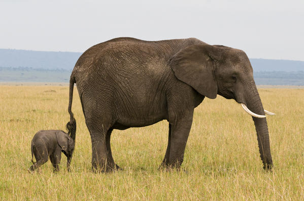 African Elephant and calf (Loxodonta africana), Masai Mara National Reserve, Kenya.