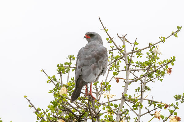 Dark Chanting Goshawk (Melierax metabates), Masai Mara National Reserve, Kenya.