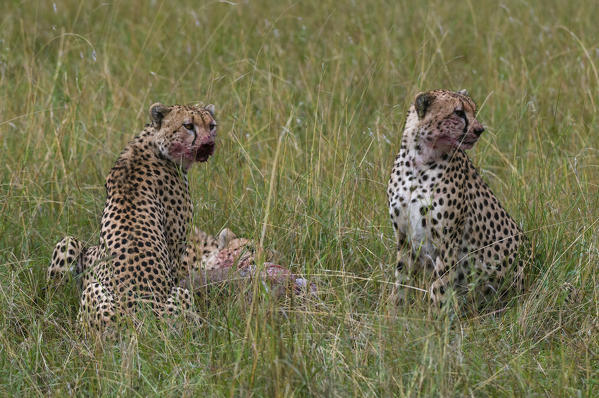 Cheetah (Acinonyx jubatus) eating Wildebeest kill, Masai Mara National Reserve, Kenya.