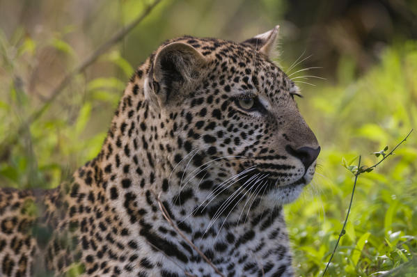 Leopard (Panthera pardus), Masai Mara National Reserve, Kenya.