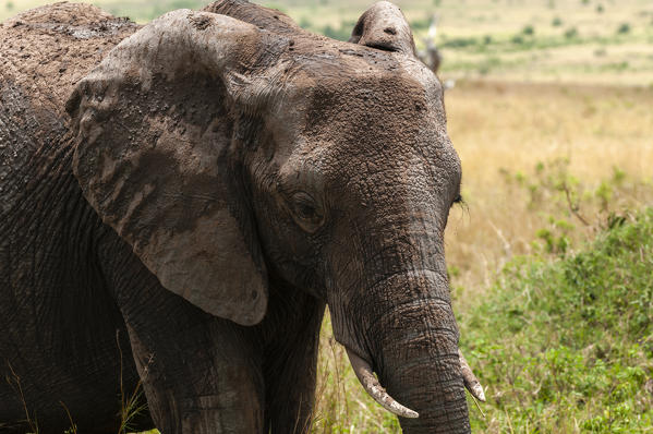 African Elephant (Loxodonta africana), Masai Mara National Reserve, Kenya.