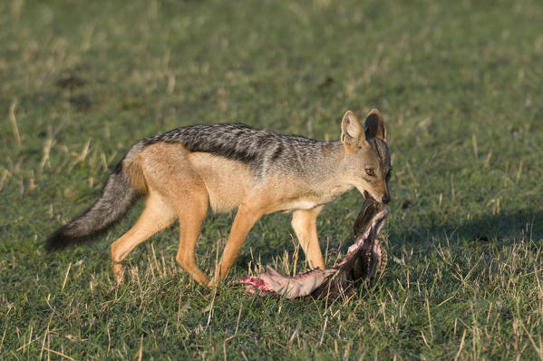 Black-Backed Jackal (Canis mesomelas), Masai Mara National Reserve, Kenya.